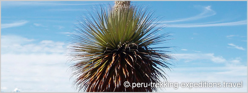 Peru: Bus-Tour Hiking Puyaraimondi (4300 m) and Glacier Pastoruri (5000 m)